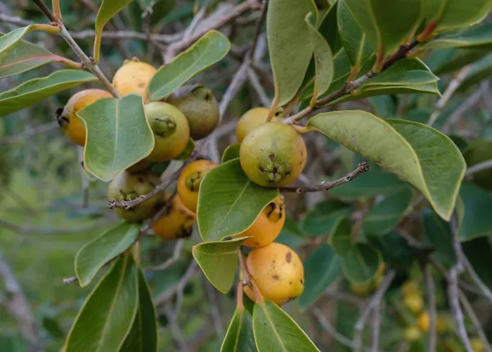 Σπίτι διακοπών Casa Gaia Cedros