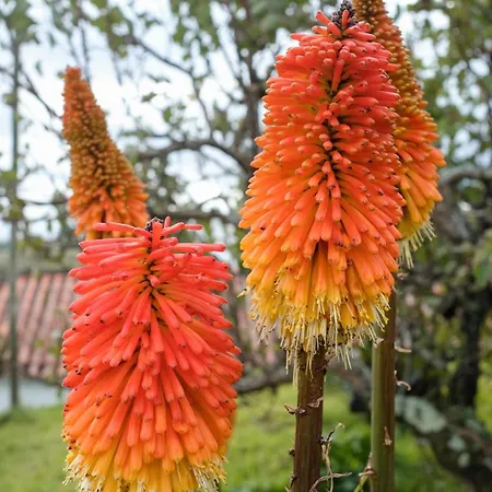 Semesterbostad Casa Gaia *