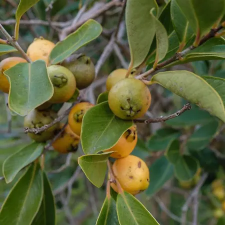 Semesterbostad Casa Gaia Cedros