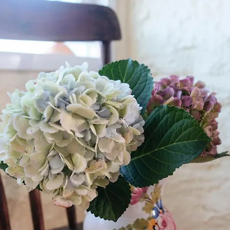 Casa Gaia Semesterbostad Cedros